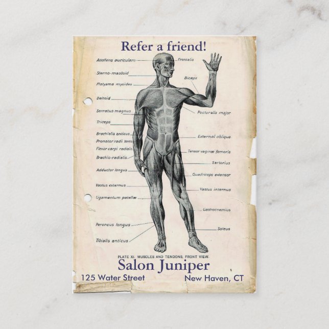 Tarjeta De Recomendación Dibujo de cosecha anterior de anatomía (Anverso)