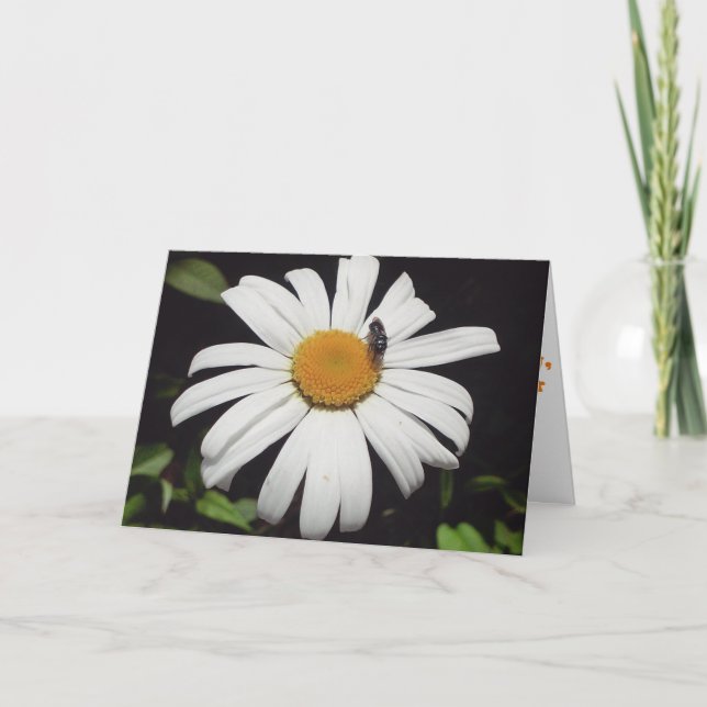 Tarjeta de recuperación "Bee Upon Daisy" (Anverso)