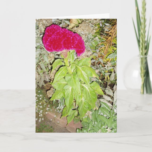 Tarjeta de recuperación "Cockscomb" (Anverso)