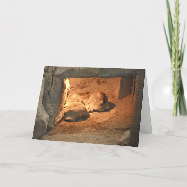 Tarjeta de recuperación "Cueva de Tortugas" (Anverso)