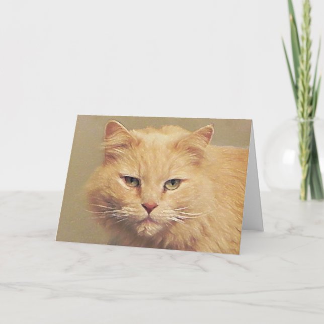 Tarjeta de recuperación de Maine Coon (Anverso)