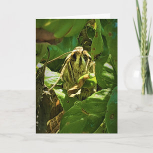 Tarjeta de recuperación "de ojos de albahaca"