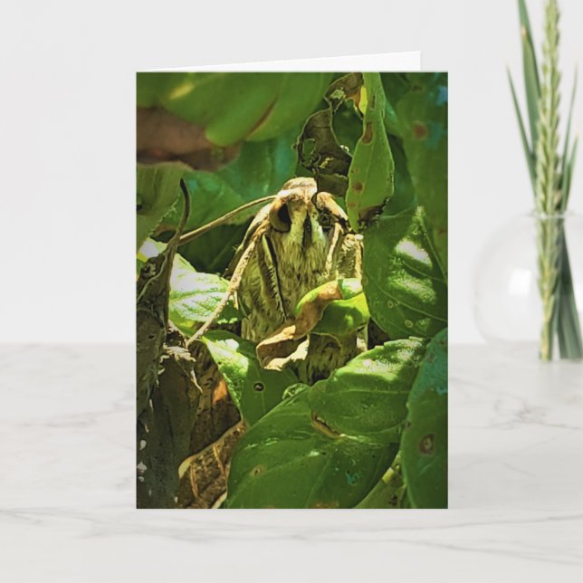 Tarjeta de recuperación "de ojos de albahaca" (Anverso)