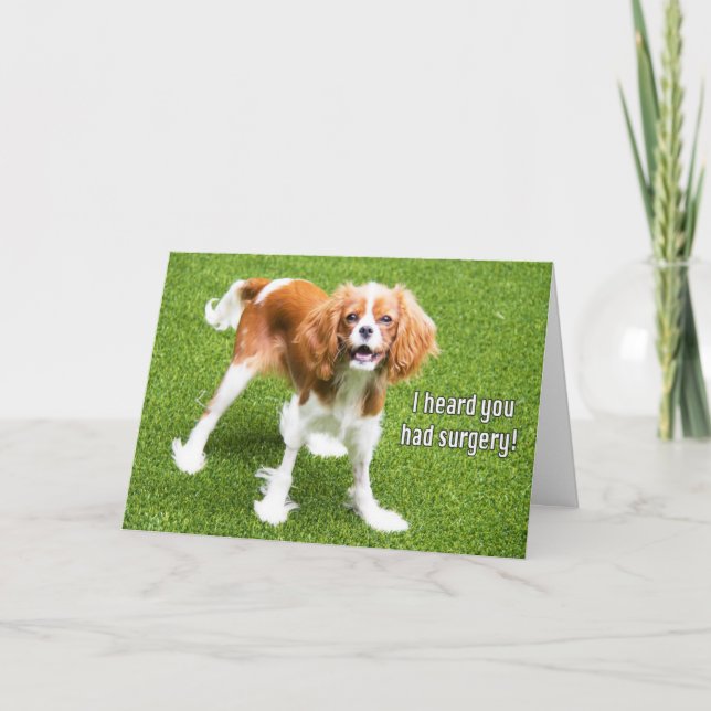 Tarjeta de recuperación del Cavalier King Charles  (Anverso)