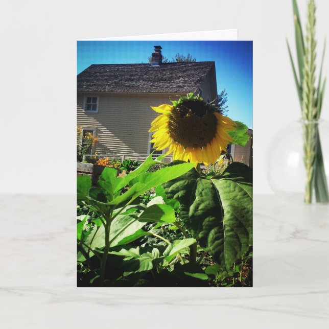 Tarjeta de recuperación "Harris House Sunflower" (Anverso)