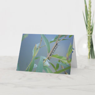 Tarjeta de recuperación "Oruga Monarca #2"