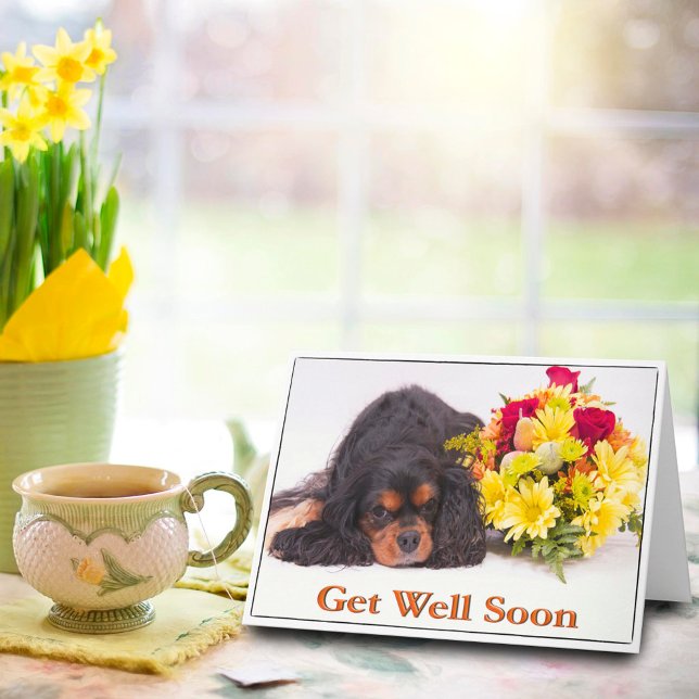 Tarjeta de recuperación para Cavalier King Charles (Subido por el creador)