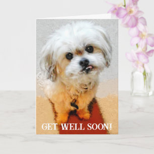 Tarjeta de recuperación para el Malshi Bear