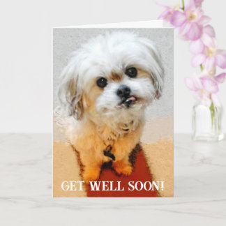 Tarjeta de recuperación para el Malshi Bear