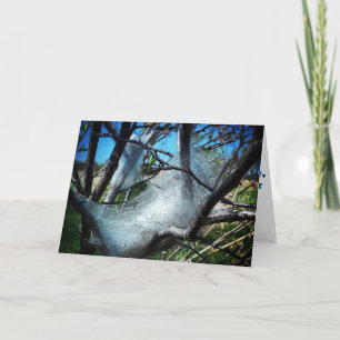 Tarjeta de recuperación para "Gusanos de la Web"