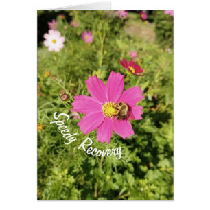 Tarjeta de recuperación rápida de flores de Cosmos