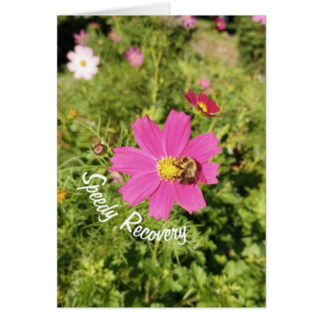 Tarjeta de recuperación rápida de flores de Cosmos (Frente)