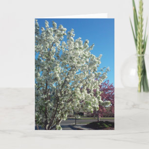 Tarjeta de recuperación “Valley Blossoms”
