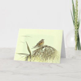 TARJETA DE REDWING