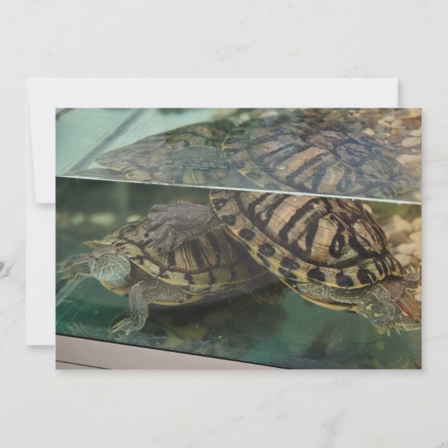 Tarjeta de Reflexión de Agua de Tortugas Terrestre (Anverso)