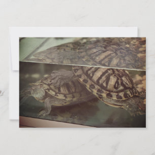 Tarjeta de Reflexión de Tortuga Terrosa Vintage