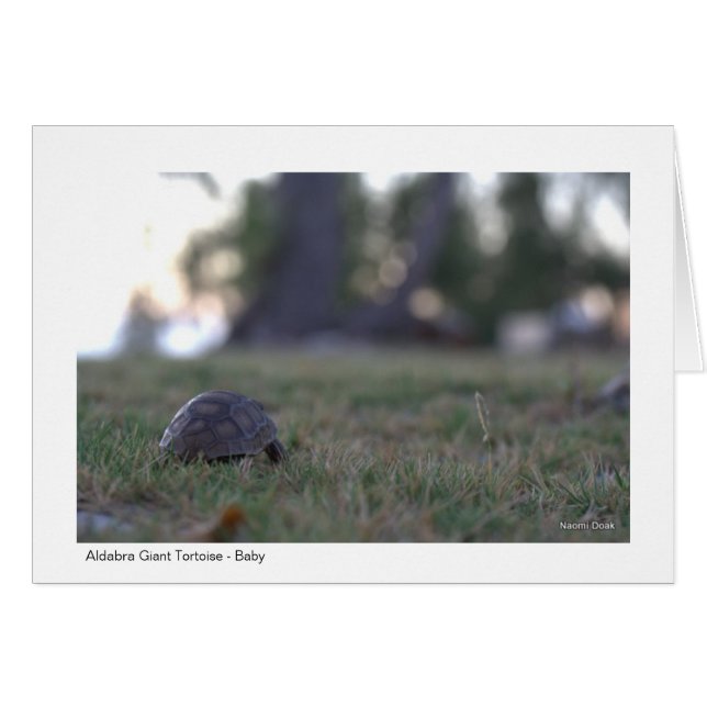 Tarjeta de regalo de la tortuga gigante - 02 (Anverso (Horizontal))