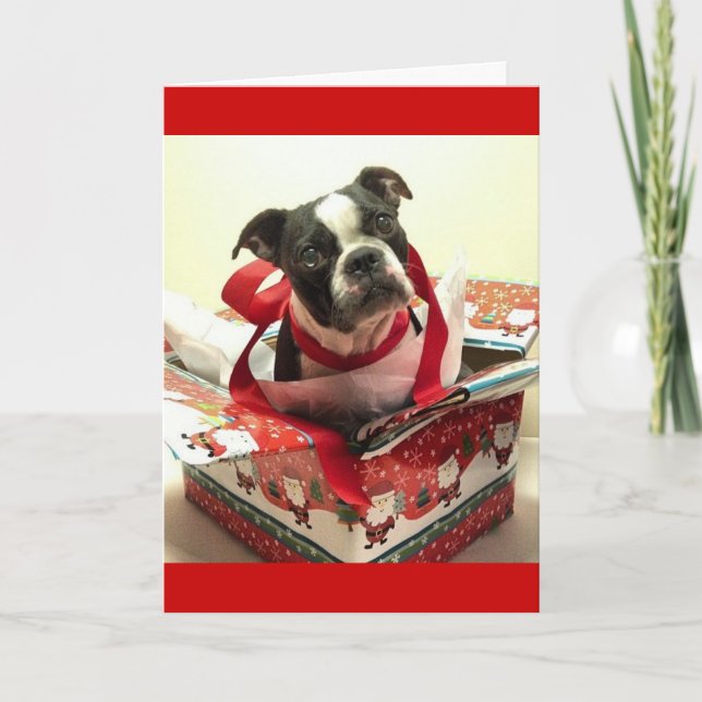 Tarjeta de regalo de Navidad de Boston Terrier (Anverso)