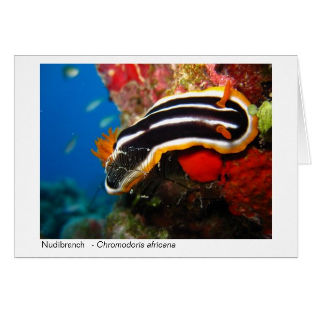 Tarjeta de regalo de Nudibranch - 02 (Anverso (Horizontal))