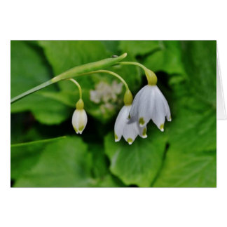 Tarjeta de regalo de Snowdrop