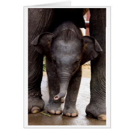 Tarjeta de regalo del elefante asiático del bebé -