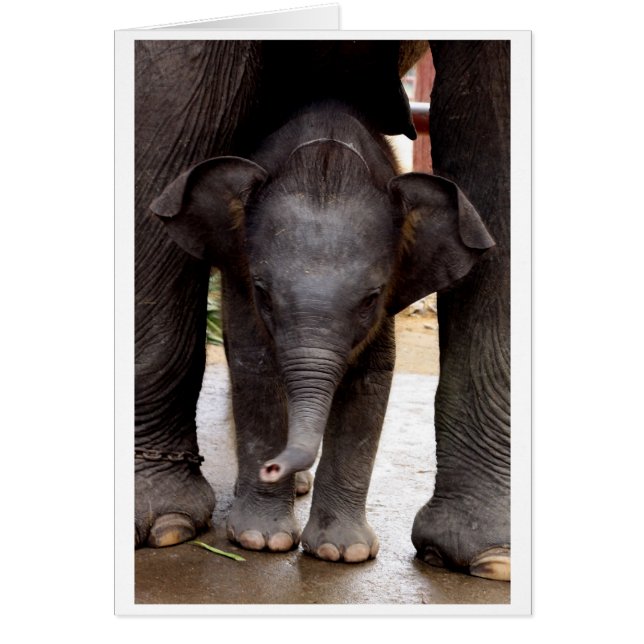Tarjeta de regalo del elefante asiático del bebé - (Frente)