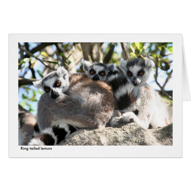 Tarjeta de regalo del Lemur (Anverso (Horizontal))