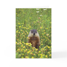 Tarjeta de reglas de Groundhogs