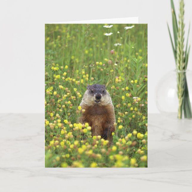 Tarjeta de reglas de Groundhogs (Anverso)