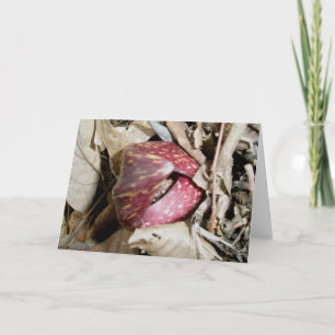 Tarjeta de repollo del zorrillo #2 (Symplocarpus f