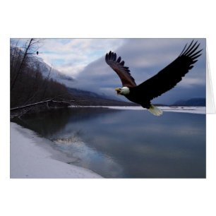 Tarjeta de reserva de águila Chilkat