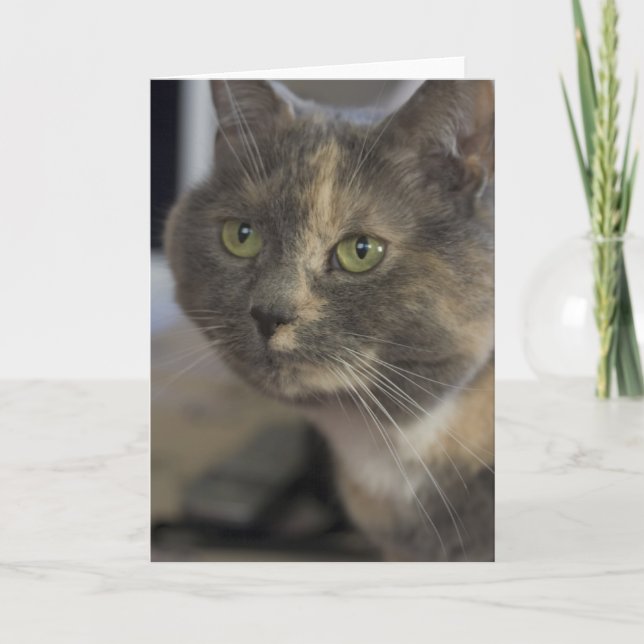 Tarjeta de retrato de gato (Anverso)