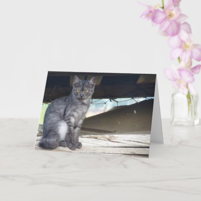 Tarjeta de retrato de gato comunitario (Orquídea)