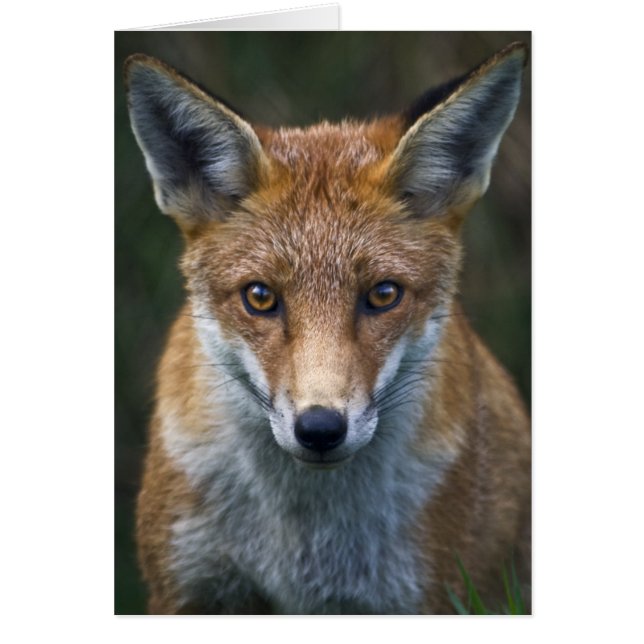 Tarjeta de retrato Red Fox (Frente)