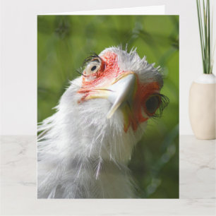 TARJETA DE REUNIÓN DE CUMPLEAÑOS DE CHICKEN DIVERT