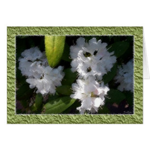 Tarjeta de Rhododendros Blancos