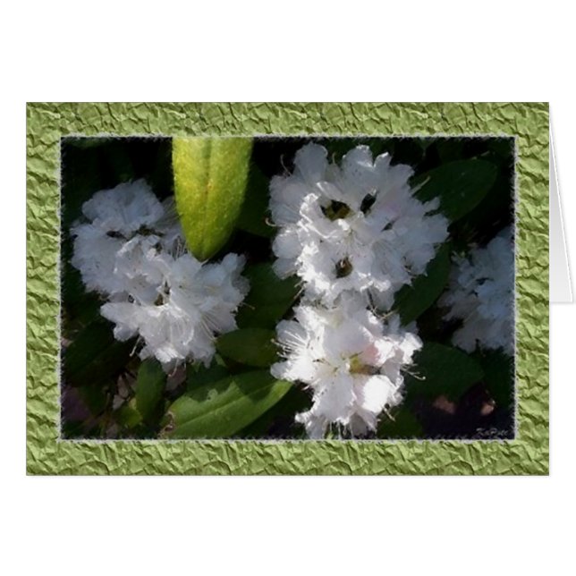 Tarjeta de Rhododendros Blancos (Anverso (Horizontal))