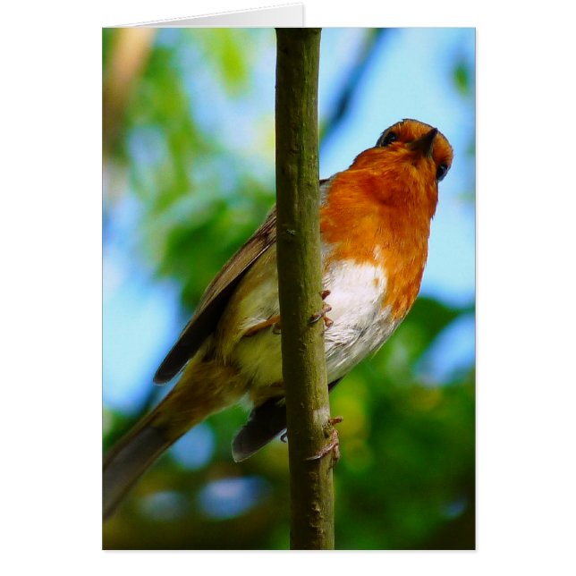 TARJETA DE ROBINA (Frente)