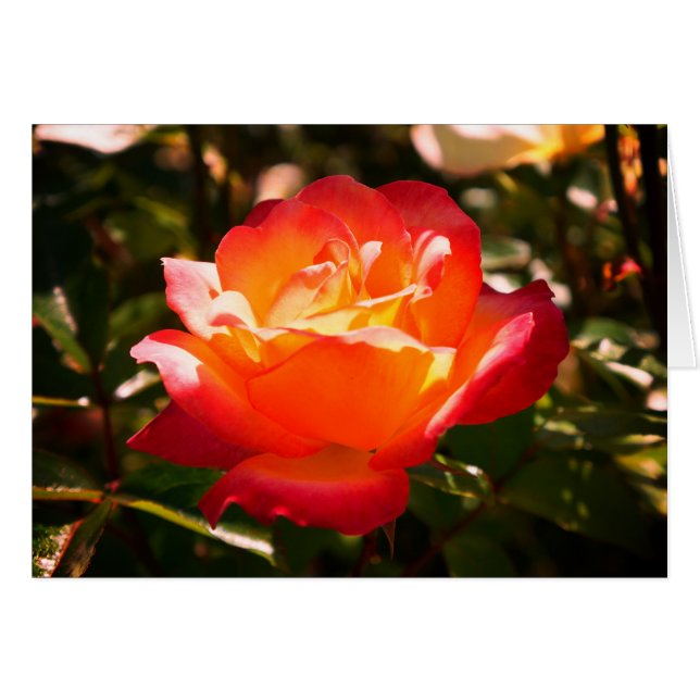 Tarjeta de Rosa #5 de Rainbow Sorbet (Anverso (Horizontal))