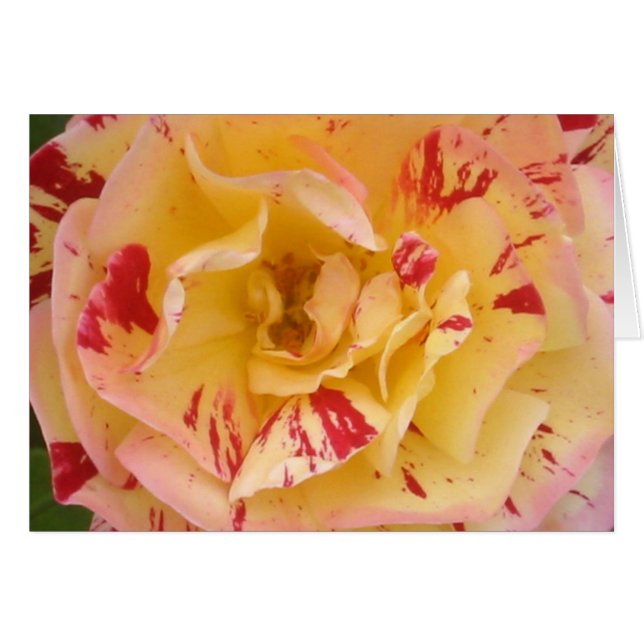 Tarjeta de rosa amarilla (Anverso (Horizontal))