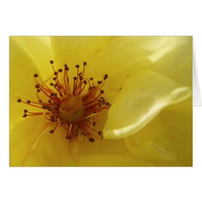 Tarjeta de rosa amarilla (Anverso (Horizontal))