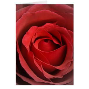 Tarjeta de Rosa de amor