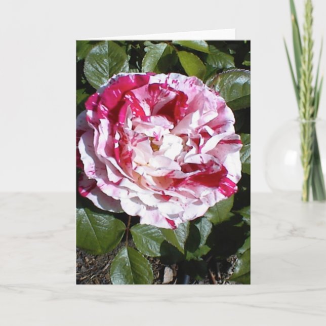 Tarjeta de Rosa rayada roja y blanca (Anverso)