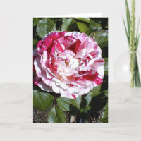 Tarjeta de Rosa rayada roja y blanca