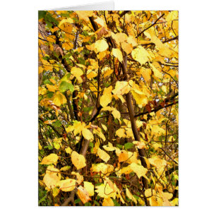 TARJETA DE SALIDA DE AUTUMN