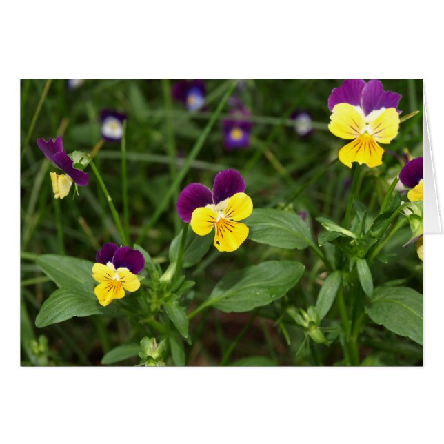 Tarjeta de saltos de Johnny (Anverso (Horizontal))