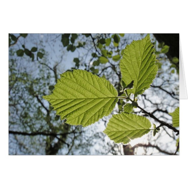Tarjeta de saltos de primavera (Anverso (Horizontal))