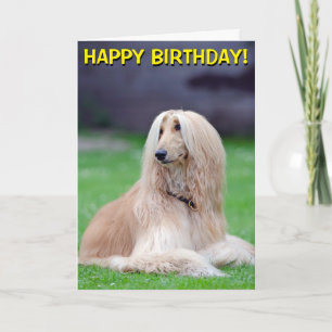 Tarjeta de saludo al personalizable Hound Afgano
