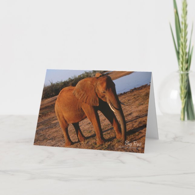 Tarjeta de saludo Big Red Elephant (Anverso)