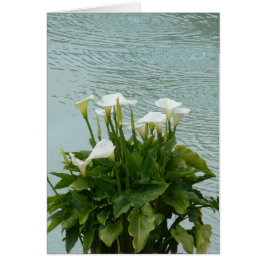 Tarjeta de saludo blanca Calla Lilies y Water Blan